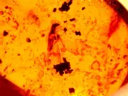 Super RARE Winged Termite Caught in Webbing in Burmite Amber Fossil Dinosaur Age