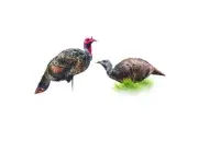 Montana Decoy Purr-FECT Pair XD Decoy Combo