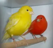 NEW SUPER BIRD MELODY SONG CANARY TRAINING CD MY BEST BIRD