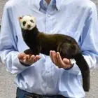 HANSA Stuffed Doll European polecat Animal Wild Plush Toy Collectible 7827