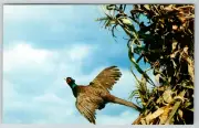 c1960s Pheasant in Flight Hunting Vintage Postcard
