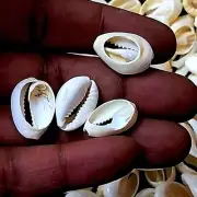 Cut Cowrie White Shells For Crafts Art Decor Natural Sea Shell approx.80 pcs