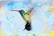 bird hummingbird Abstract Quality home decor Canvas Painting Wall Art Prints