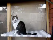 PAWS OUTDOORS, PETITE ANIMAL WINDOW SEAT FOR CATS, OUTDOOR SUN LOUNGE, CAT BED