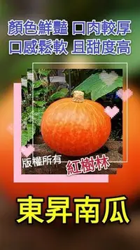 在飛比找Yahoo!奇摩拍賣優惠-【 紅樹林】東昇南瓜(種子)~每份8粒