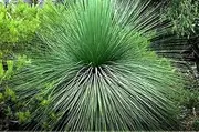 10+ Grass Tree Seeds for Home Gardening and Planting Seeds