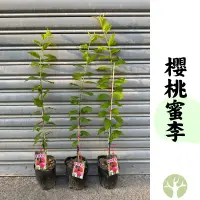 在飛比找蝦皮購物優惠-[農夫世家] 櫻桃蜜李 嫁接苗 西瓜李進階品種 樹苗 果樹 