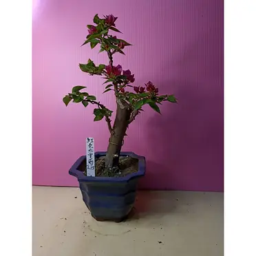 縮緬葛盆栽的價格推薦- 2025年11月|飛比價格