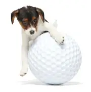 New Bark Box Super Chewer “ Big Swing Golf Ball “ Extra Large Dog Toy Golf Sport