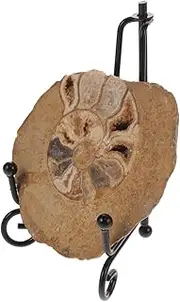 HEALEEP Ammonite Model Decoration Ammonite Specimen Geology Teaching Tool Stunning Table Decor