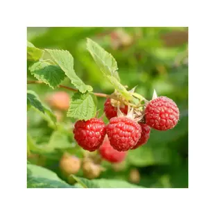 💥💥【歐洲進口樹莓種子】漿果種子  覆盆子 小院種植當年結果植物 水果種子 一年兩季 樹莓種子 紅樹莓 黑樹莓 盆栽地栽