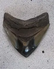 HIGH QUALITY 3 INCH FOSSIL MEGALODON SHARK TOOTH