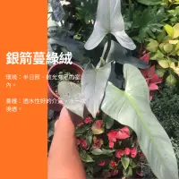 在飛比找蝦皮購物優惠-5吋 銀箭蔓綠絨 銀劍蔓綠絨 彩葉芋 粗肋草 觀葉植物 網紅