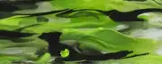 Duck Weed Mist BTW42KSMINI Acrylic (1 pc) Knife Scale Mini 3/16" x 1" x 6"