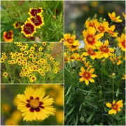 Coreopsis - Dwarf Radiata Mixed seeds