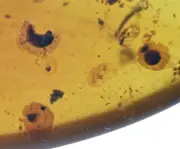 Several rare and unusual fungi, Fossil insect inclusion in Burmese Amber