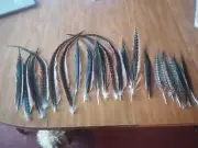 20 Golden Ring Tail Pheasant Feathers 11 To 18 Inches Long