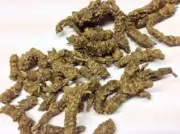 Indian Valerian Tagara Valeriana Wallichii Tagar Herbal ROOTS WHOLE FREE SHIP