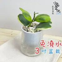 在飛比找蝦皮商城優惠-【小品文化】斑葉心葉毬蘭【現貨】3吋山形免澆水盆栽 室內植物