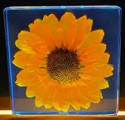 2.9" Real Orange Sunflower in Clear Lucite Resin Paperweight Display Decor Gift