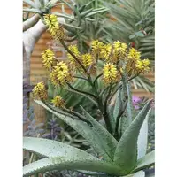 在飛比找蝦皮購物優惠-Aloe marlothii subsp. marlothi