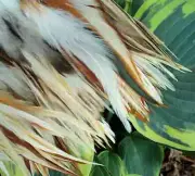 Premium Saddle Feathers for Hair Extensions Clips Jewelry Creams Gold Red Brown