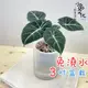 【小品文化】黑絲絨觀音蓮【現貨】3吋條紋圓免澆水盆栽 懶人盆栽 觀葉植物 室內植物 自動吸水 創意花盆 居家辦公盆花