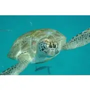 Save 10.00%! Barbados Island Tour, Monkey feeding & Swimming with the Turtles