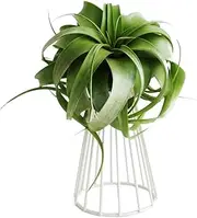 Mokylor Air Plant Tillandsia Base Large Holder Metal Indoor Tabletop Big Streptophylla Air Plant Stands Tillandsia Plant Racks Large Xerographica (White)