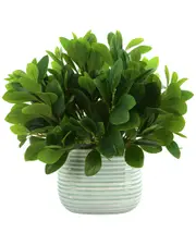 Creative Displays Peperomia Bush In Ceramic Pot