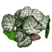 Reptile One Reptile Plant Medium Brunnera Green Silver W/Ceramic Base 14cm