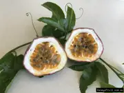 Buy Sweetheart Passionfruit Vine Plants - Passiflora edulis