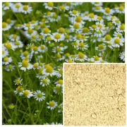 Chamomile powder, organic, soap making supplies, Natural colorant.