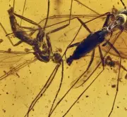 Swarm of Six Sciaridae (Gnats), Fossil insect inclusion in Baltic Amber