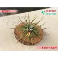 在飛比找蝦皮購物優惠-★舞葉精靈★小精靈X琥珀★ ionantha X Schie