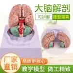 [工廠直銷]*1:1大腦功能分區模型腦模型醫學 仿真腦模型皮層分區模型醫學示教