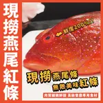 【鮮煮義美食街】現撈燕尾條(紅條)／500G/600G／三去真空包裝／紅石斑／石斑／紅鰷／虎條／燕尾／年菜首選／開運年菜