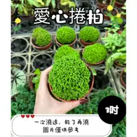 在飛比找蝦皮購物優惠-🪴【植入你心❦】愛心捲柏-冰淇淋捲柏-觀葉植物-3吋盆-定價