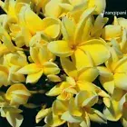 PREMIUM HIGHLY SCENTED REED DIFFUSER REFILLS - Frangipani