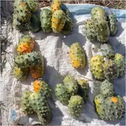 Cucumber - African Horned seeds