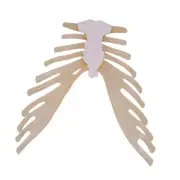 Sternum Bone Demonstration Model Classroom Teaching Science Learning Training