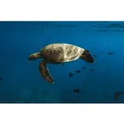 Save 20.00%! Turtle Canyon Snorkel Adventure in Waikiki