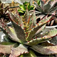 在飛比找蝦皮購物優惠-【綠色植緣】Agave titanota♕血蠍（血雨*蠍座）