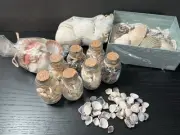 Shells Decoration,150Pcs Mixed Shells, Natural Shells for Crafts