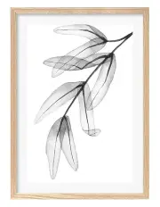 [Profile Australia] Australian Made Transparent Eucalyptus Feather Leaves Art Print A3 in Natural Frame