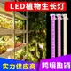 全光譜LED植物生長燈管USB可調光定時5V室內家用水培植物燈條園藝花卉幼苗植物種植櫥櫃架專用補光燈防水太陽光防徒長上色