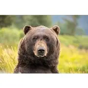 Save 15.00%! Scenic Tour to Wildlife Center from Anchorage with hotel pickup
