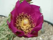 Nested Cylindropuntia 'Giant' x 'Parrot' - 10 seeds, seeds