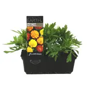 Marigold Boy O Boy Mix Punnet - Tagetes patula
