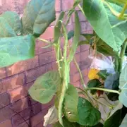 BEAN CLIMBING 'Giant of Stuttgart' *ORGANIC* seeds